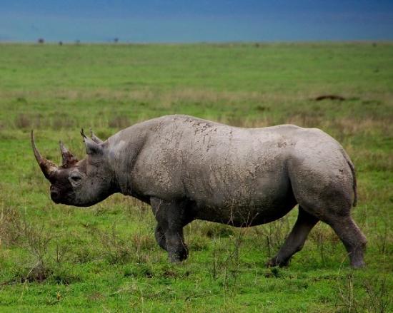 Crater Tanzania: Understanding the Ngorongoro Conservation Area