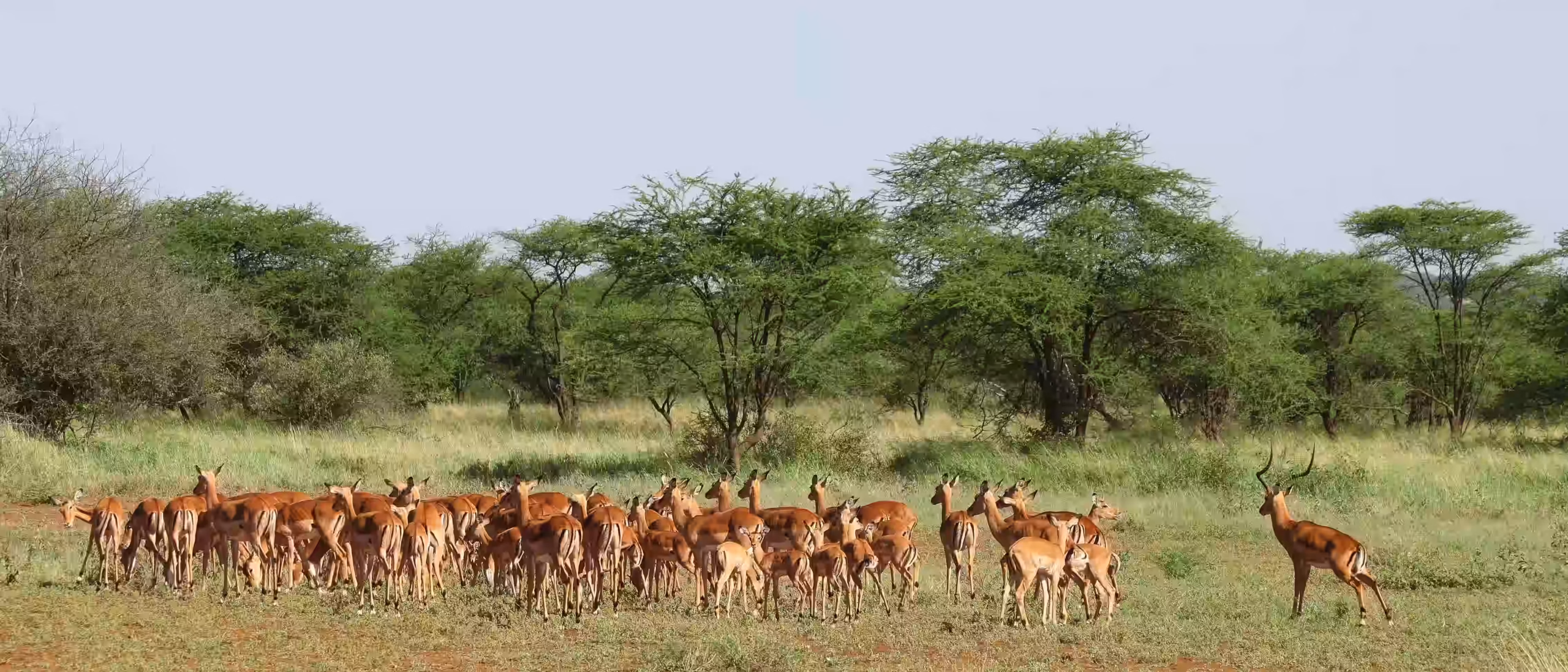 Ruaha