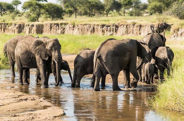 Tarangire National Park Tanzania: A Complete Visitor's Guide