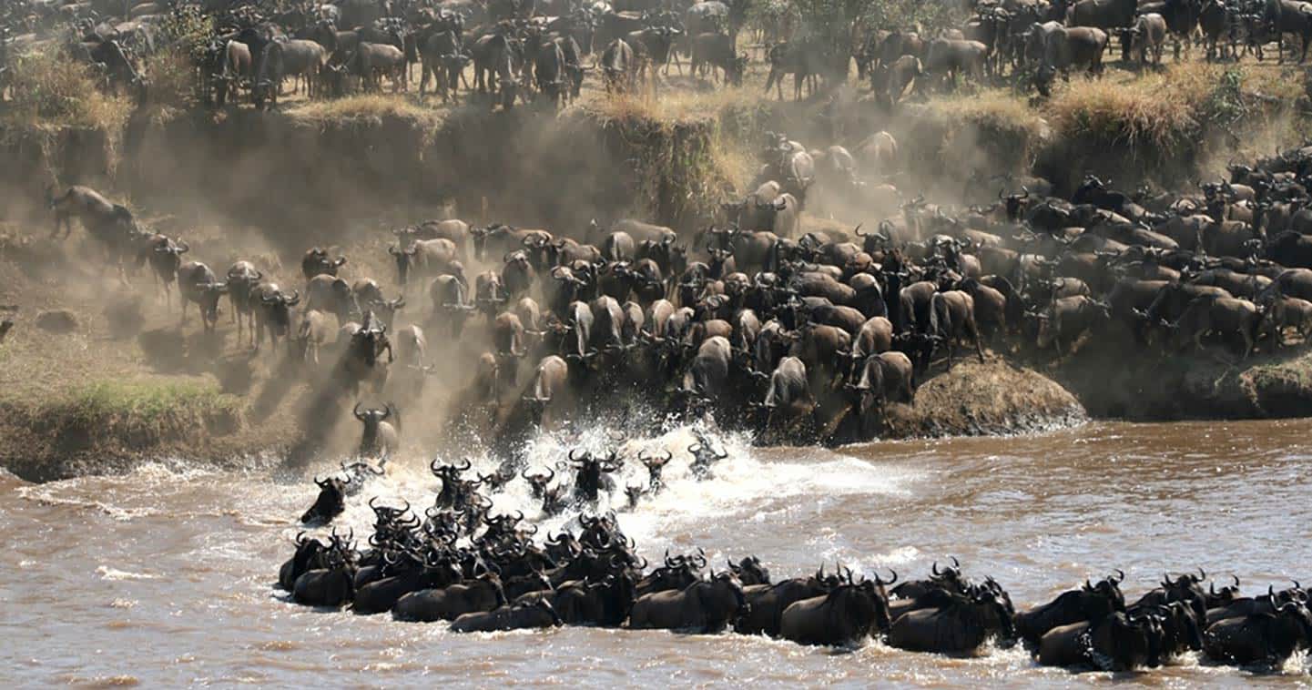 Great Migration Tanzania: The Annual Cycle Explained Month by Month