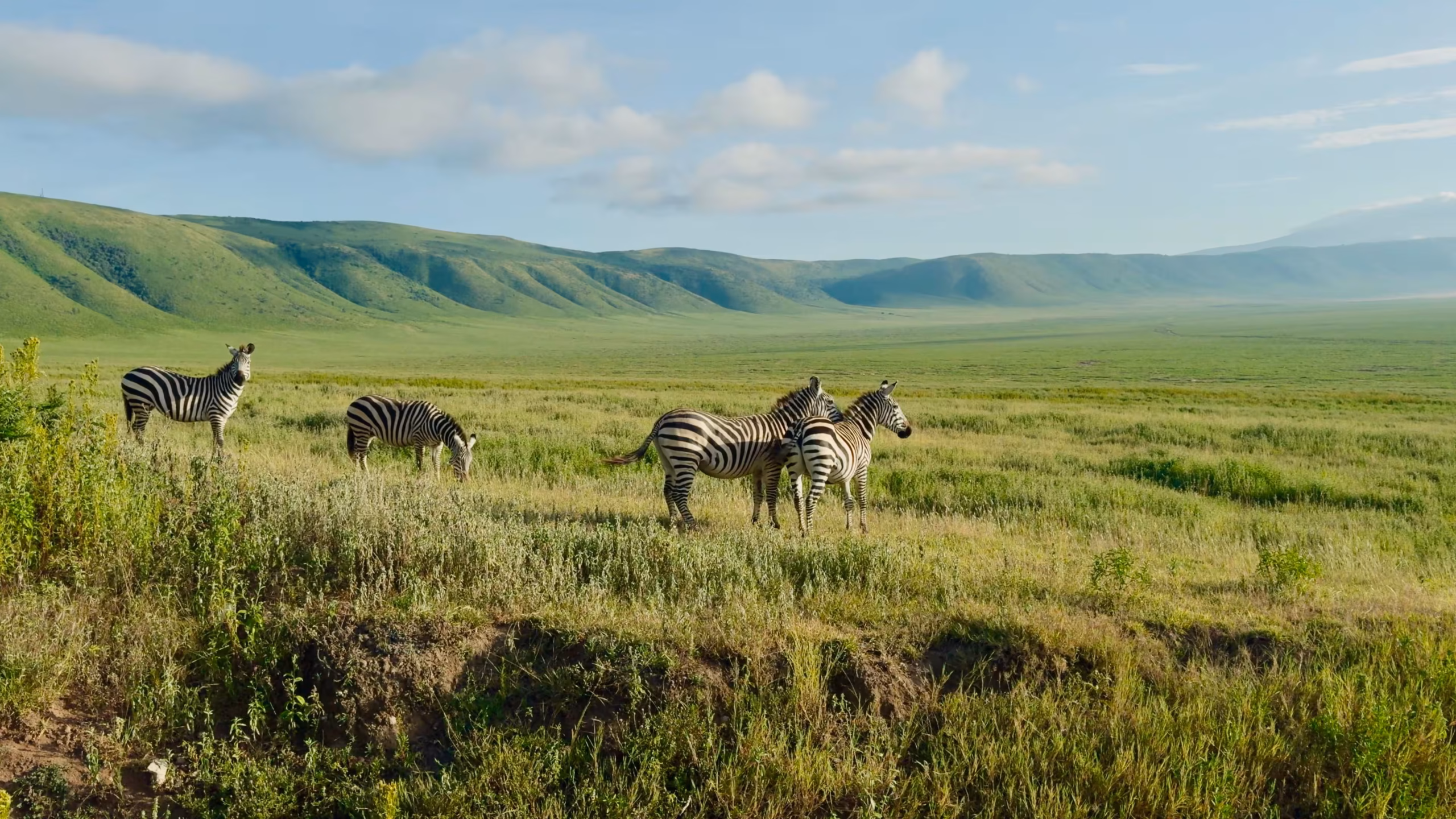 Family & Friends Safaris — golden hour, 1920×1200