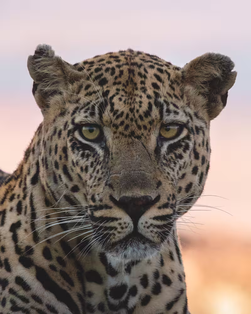 African Safari Tour Packages: How to Choose the Right One for Your Trip