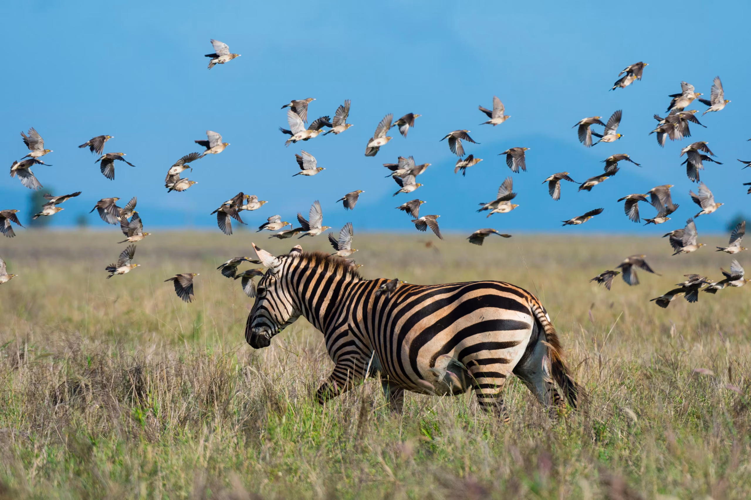 Ruaha