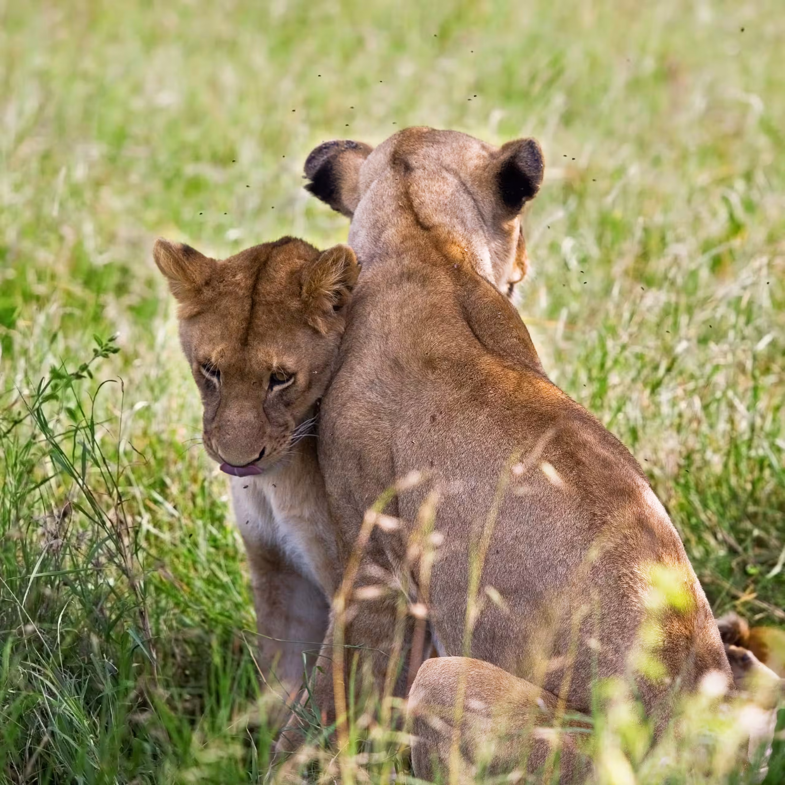 Serengeti Safari Tour: Structuring Your Days in Africa's Most Famous Park