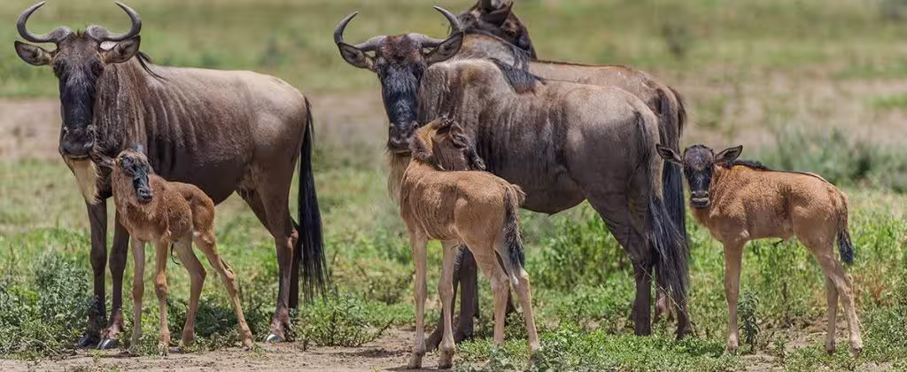 Calving, Ndutu, Jan–Mar