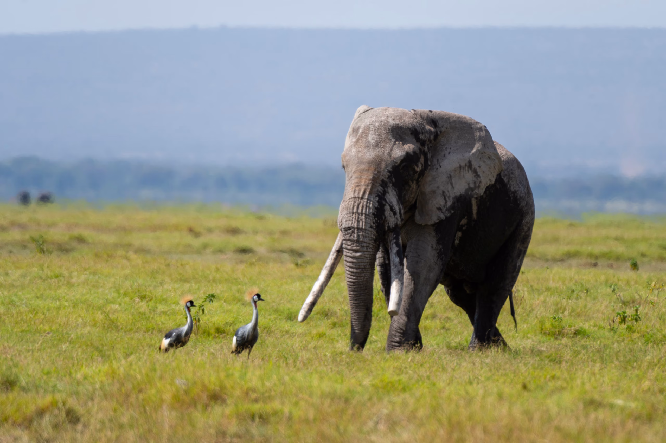 How Much Is an African Safari? A Transparent Cost Breakdown