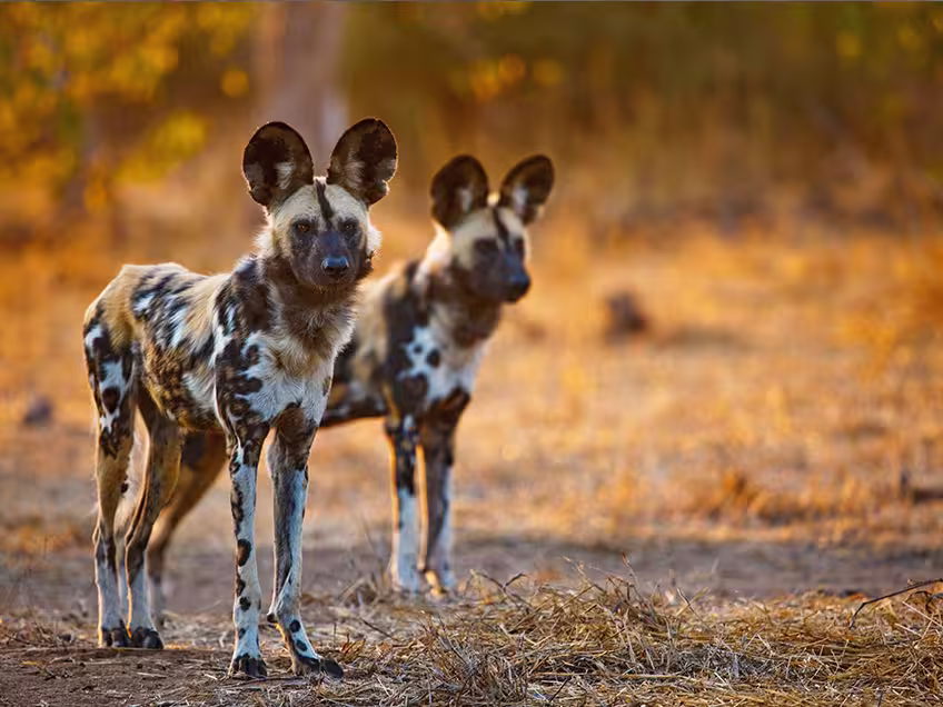Tarangire National Park — Wild dog in Tarangire: more reliable than Ruah