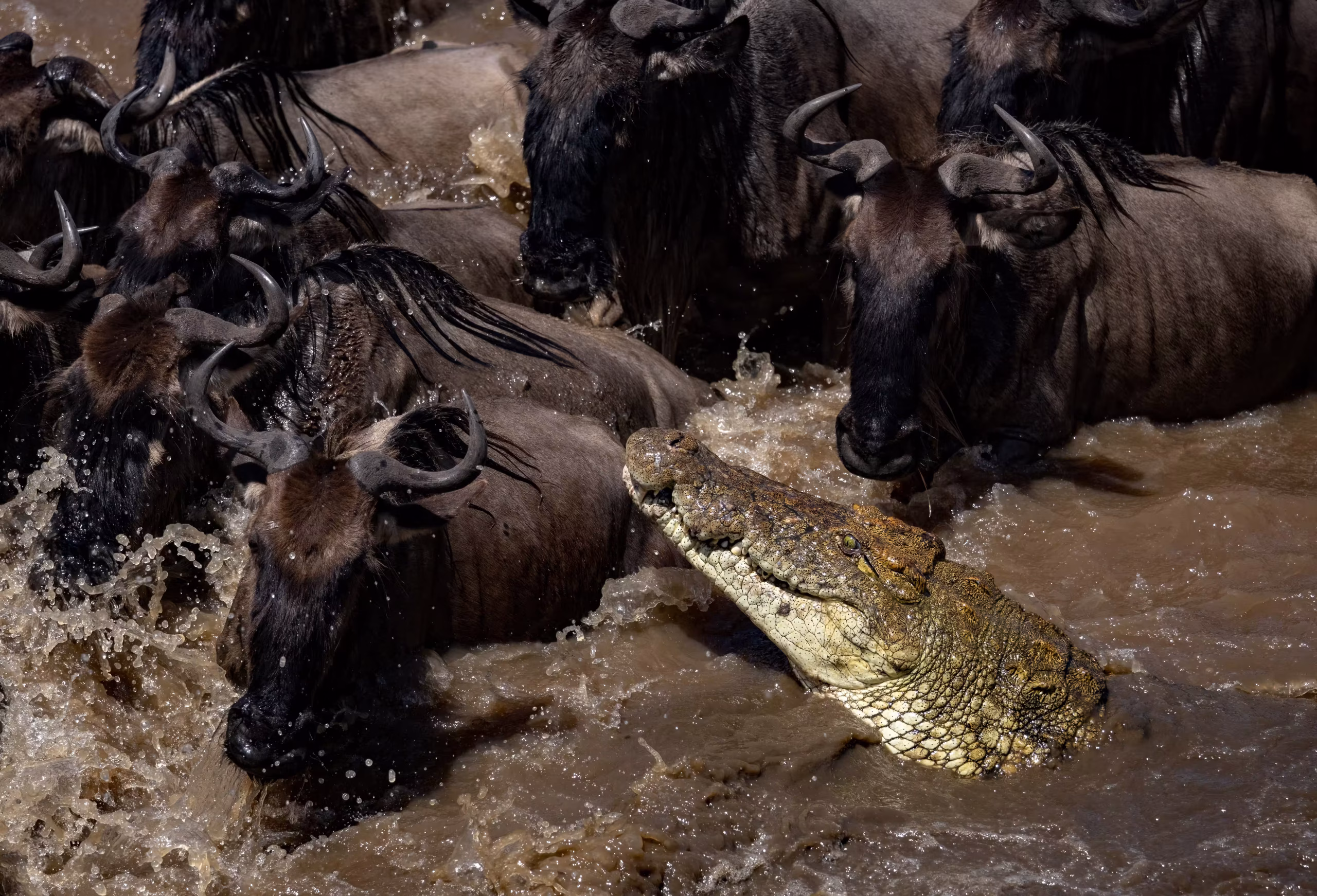Tanzania Animals: The Species That Define Each Park