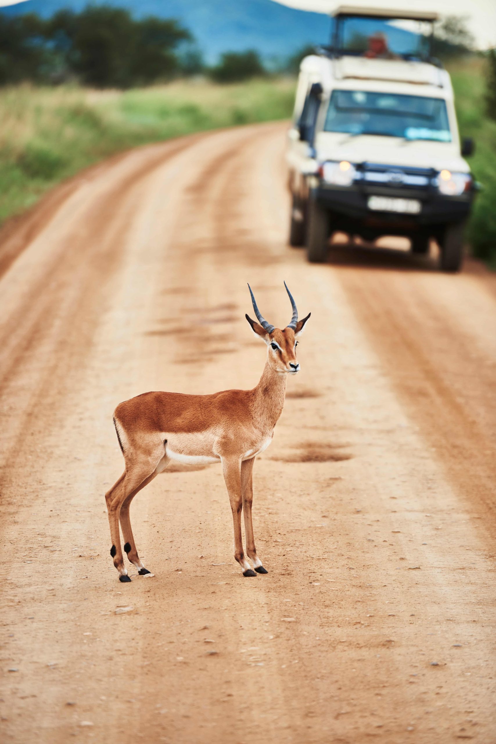 Our Vehicles — Game drive equipment.